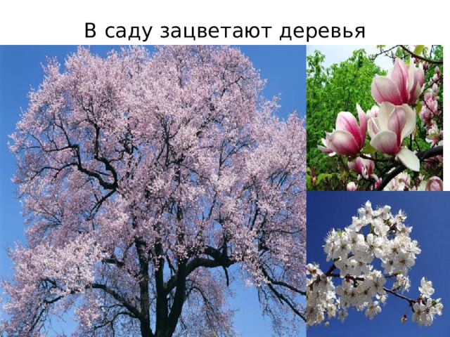 В саду зацветают деревья  