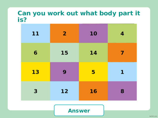 Can you guess the body part? Click on the boxes to reveal the picture underneath. Click on ‘Answer’ to reveal the answer. Can you work out what body part it is? 