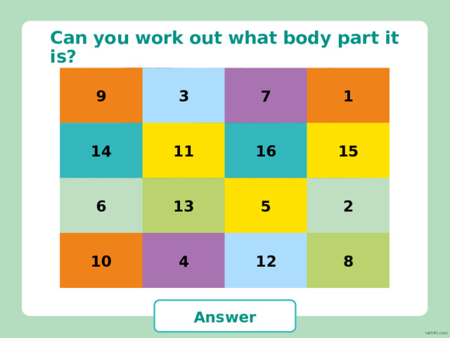 Can you work out what body part it is? 15 8 2 1 7 10 5 3 14 9 11 12 13 4 6 16 ear Answer 