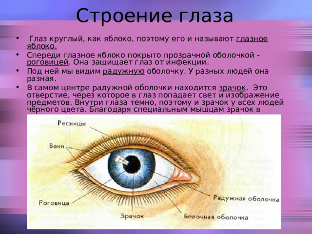  Глаз круглый, как яблоко, поэтому его и называют глазное яблоко. Спереди глазное яблоко покрыто прозрачной оболочкой - роговицей . Она защищает глаз от инфекции. Под ней мы видим радужную оболочку. У разных людей она разная. В самом центре радужной оболочки находится зрачок . Это отверстие, через которое в глаз попадает свет и изображение предметов. Внутри глаза темно, поэтому и зрачок у всех людей чёрного цвета. Благодаря специальным мышцам зрачок в темноте расширяется, а при свете – сужается. 