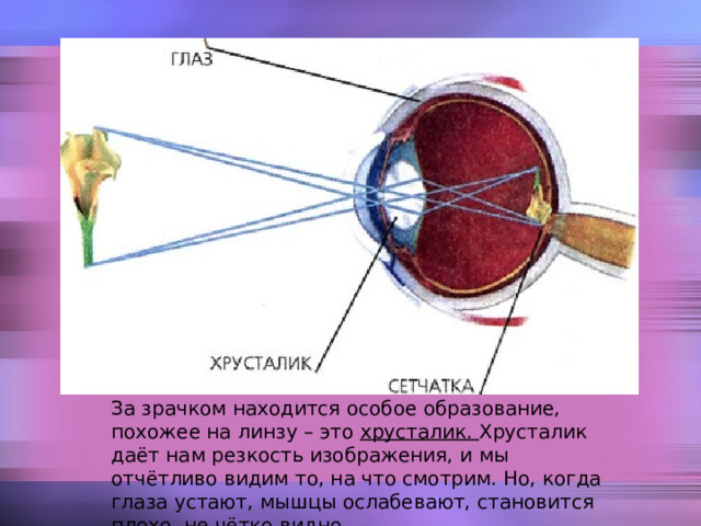 За зрачком находится особое образование, похожее на линзу – это хрусталик. Хрусталик даёт нам резкость изображения, и мы отчётливо видим то, на что смотрим. Но, когда глаза устают, мышцы ослабевают, становится плохо, не чётко видно. 