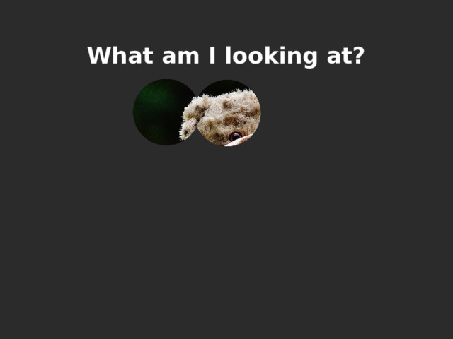 What am I looking at? 