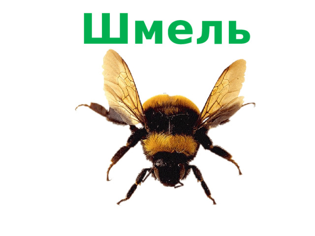 Шмель 