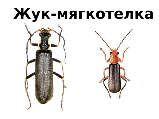 Жук-мягкотелка 