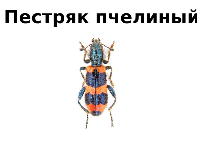 Пестряк пчелиный 