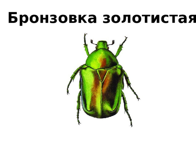 Бронзовка золотистая 