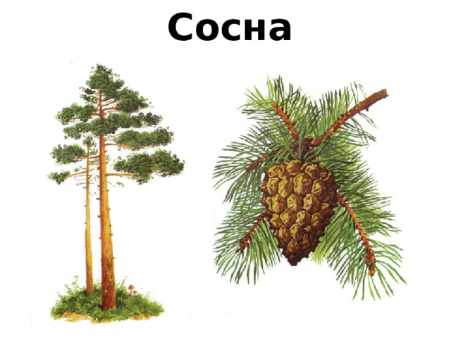 Сосна обыкновенная 