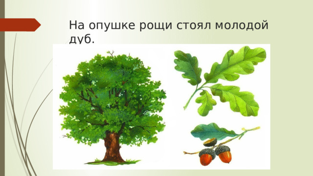 На опушке рощи стоял молодой дуб. 