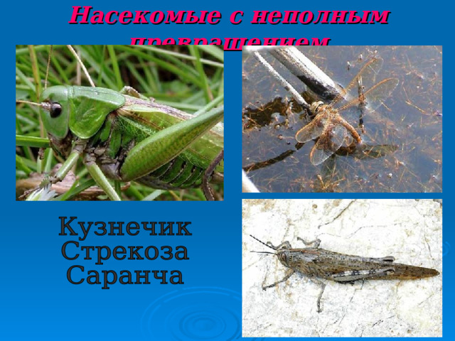 Насекомые с неполным превращением 