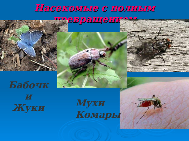 Насекомые с полным превращением Бабочки Жуки Мухи Комары 