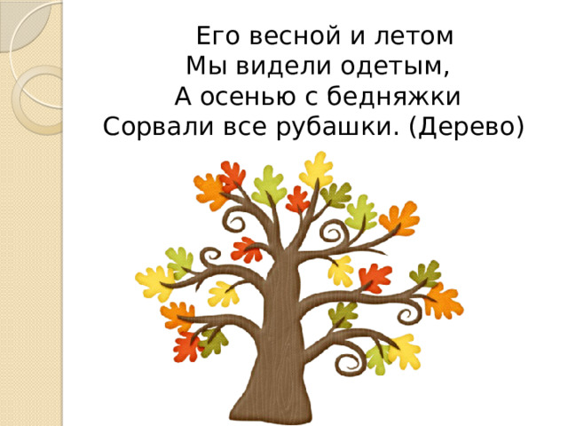  Его весной и летом  Мы видели одетым,  А осенью с бедняжки  Сорвали все рубашки. (Дерево) 