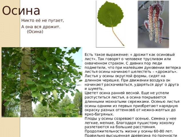 Осина Никто её не пугает, А она вся дрожит. (Осина) Есть такое выражение: « дрожит как осиновый лист». Так говорят о человеке трусливом или охваченном страхом. С давних пор люди подметили, что при малейшем дуновении ветерка листья осины начинают шелестеть – «дрожать». Листья у осины округлой формы, сидят на длинном черешке. При движении воздуха он начинают раскачиваться, ударяться друг о друга и шуметь. Цветет осина ранней весной. Еще не успели распуститься листья, а осина покрывается длинными мохнатыми сережками. Осенью листья осины одними из первых приобретают нарядную окраску разных оттенков6 от нежно-желтых до ярко-багряных. Плоды у осины созревают осенью. Семена у нее легкие, мелкие. Благодаря пушистому хохолку разлетаются на большие расстояния. Продолжительность жизни у осины 60-80 лет. Правильно высушенная древесина по прочности уступает лишь дубу и сосне, поэтому она пригодна для изготовления лодок и лыж. 