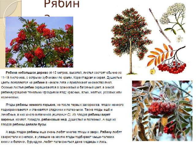Рябина 