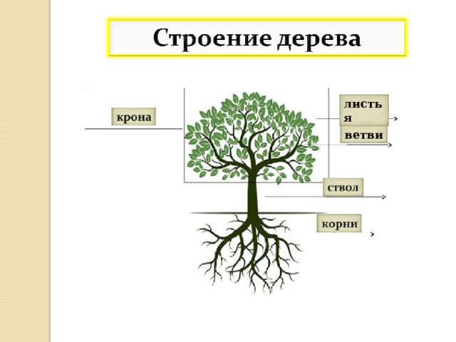 листья ветви 