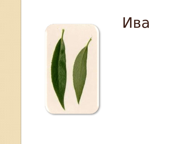 Ива 