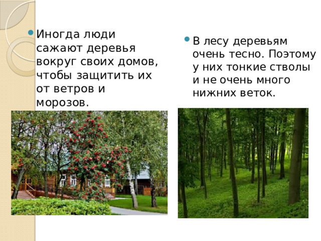Иногда люди сажают деревья вокруг своих домов, чтобы защитить их от ветров и морозов. В лесу деревьям очень тесно. Поэтому у них тонкие стволы и не очень много нижних веток. 