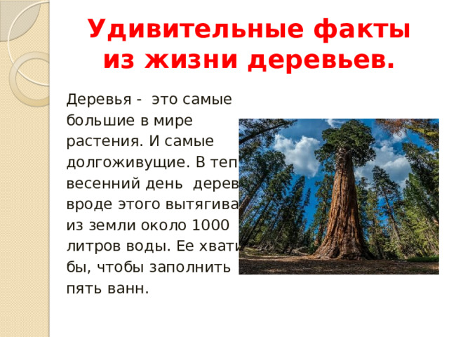 Удивительные факты из жизни деревьев. Деревья - это самые большие в мире растения. И самые долгоживущие. В теплый весенний день дерево вроде этого вытягивает из земли около 1000 литров воды. Ее хватило бы, чтобы заполнить пять ванн. 