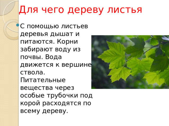 Для чего дереву листья С помощью листьев деревья дышат и питаются. Корни забирают воду из почвы. Вода движется к вершине ствола. Питательные вещества через особые трубочки под корой расходятся по всему дереву. 