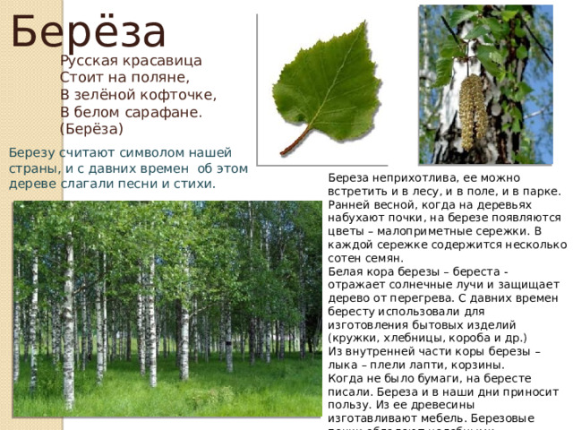 Берёза Русская красавица Стоит на поляне, В зелёной кофточке, В белом сарафане. (Берёза) Березу считают символом нашей страны, и с давних времен об этом дереве слагали песни и стихи. Береза неприхотлива, ее можно встретить и в лесу, и в поле, и в парке. Ранней весной, когда на деревьях набухают почки, на березе появляются цветы – малоприметные сережки. В каждой сережке содержится несколько сотен семян. Белая кора березы – береста - отражает солнечные лучи и защищает дерево от перегрева. С давних времен бересту использовали для изготовления бытовых изделий (кружки, хлебницы, короба и др.) Из внутренней части коры березы – лыка – плели лапти, корзины. Когда не было бумаги, на бересте писали. Береза и в наши дни приносит пользу. Из ее древесины изготавливают мебель. Березовые почки обладают целебными свойствами, их используют для приготовления лекарств. 