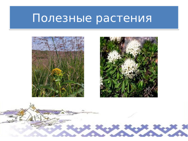 Полезные растения 