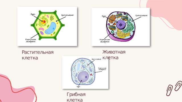 Животная  клетка Растительная  клетка Грибная  клетка 