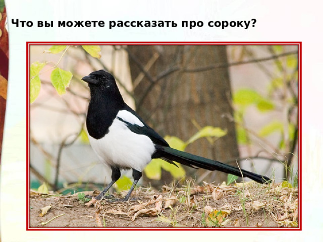 Что вы можете рассказать про сороку? 