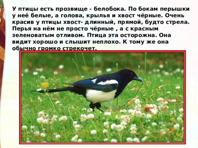 У птицы есть прозвище - белобока. По бокам перышки у неё белые, а голова, крылья и хвост чёрные. Очень красив у птицы хвост- длинный, прямой, будто стрела. Перья на нём не просто чёрные , а с красным зеленоватым отливом. Птица эта осторожна. Она видит хорошо и слышит неплохо. К тому же она обычно громко стрекочет. 