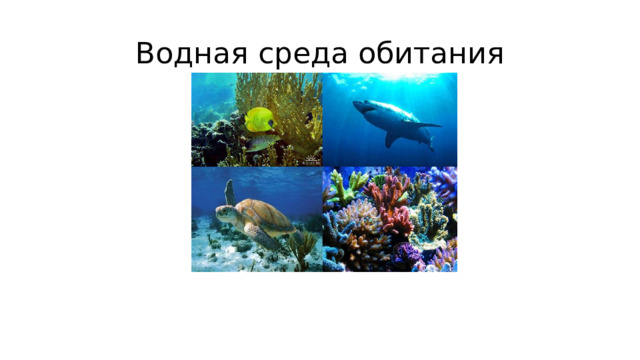 Водная среда обитания 