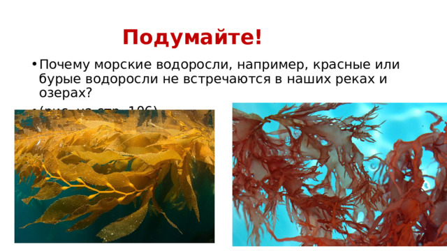 Подумайте! Почему морские водоросли, например, красные или бурые водоросли не встречаются в наших реках и озерах? (рис. на стр. 106) 