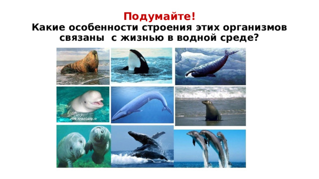 Подумайте!  Какие особенности строения этих организмов связаны с жизнью в водной среде? 