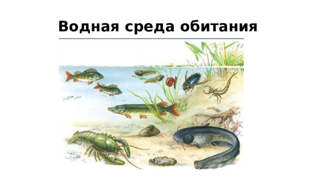Водная среда обитания 