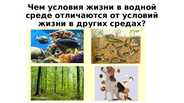 Чем условия жизни в водной среде отличаются от условий жизни в других средах? 