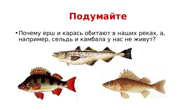 Подумайте Почему ерш и карась обитают в наших реках, а, например, сельдь и камбала у нас не живут? 