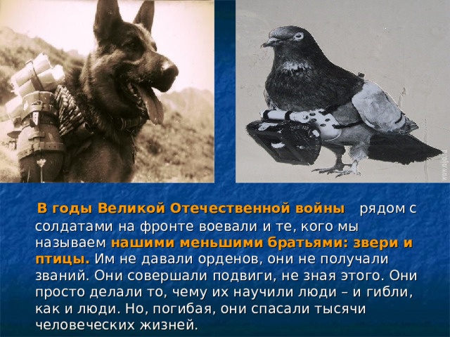   В годы Великой Отечественной войны  рядом с солдатами на фронте воевали и те, кого мы называем нашими меньшими  братьями:  звери и птицы. Им не давали орденов, они не получали званий. Они совершали подвиги, не зная этого. Они просто делали то, чему их научили люди – и гибли, как и люди. Но, погибая, они спасали тысячи человеческих жизней. 