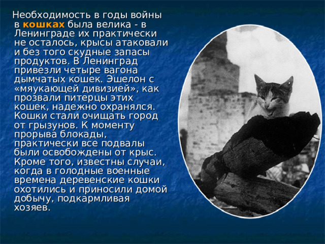  Необходимость в годы войны в кошках  была велика - в Ленинграде их практически не осталось, крысы атаковали и без того скудные запасы продуктов. В Ленинград привезли четыре вагона дымчатых кошек. Эшелон с «мяукающей дивизией», как прозвали питерцы этих кошек, надежно охранялся. Кошки стали очищать город от грызунов. К моменту прорыва блокады, практически все подвалы были освобождены от крыс. Кроме того, известны случаи, когда в голодные военные времена деревенские кошки охотились и приносили домой добычу, подкармливая хозяев.   