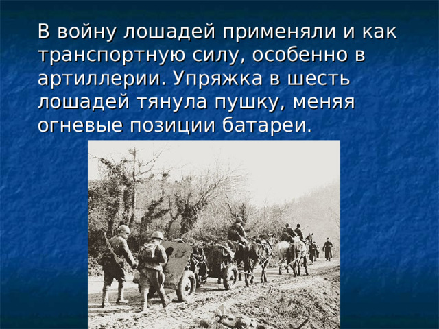 В войну лошадей применяли и как транспортную силу, особенно в артиллерии. Упряжка в шесть лошадей тянула пушку, меняя огневые позиции батареи.   