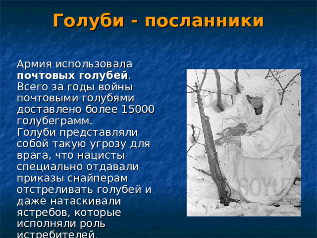 Голуби - посланники Армия использовала почтовых голубей . Всего за годы войны почтовыми голубями доставлено более 15000 голубеграмм.   Голуби представляли собой такую угрозу для врага, что нацисты специально отдавали приказы снайперам отстреливать голубей и даже натаскивали ястребов, которые исполняли роль истребителей .  