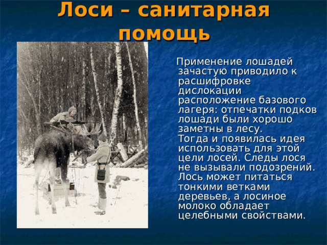Лоси – санитарная помощь  Применение лошадей зачастую приводило к расшифровке дислокации расположение базового лагеря: отпечатки подков лошади были хорошо заметны в лесу.   Тогда и появилась идея использовать для этой цели лосей. Следы лося не вызывали подозрений. Лось может питаться тонкими ветками деревьев, а лосиное молоко обладает целебными свойствами.    