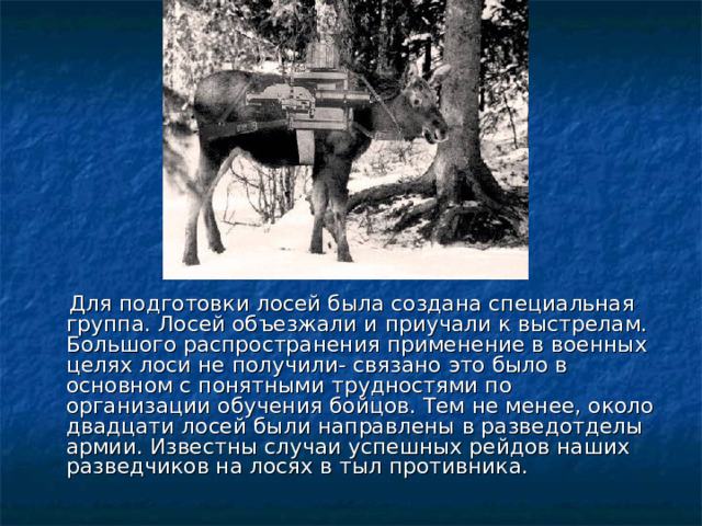  Для подготовки лосей была создана специальная группа. Лосей объезжали и приучали к выстрелам.   Большого распространения применение в военных целях лоси не получили- связано это было в основном с понятными трудностями по организации обучения бойцов. Тем не менее, около двадцати лосей были направлены в разведотделы армии. Известны случаи успешных рейдов наших разведчиков на лосях в тыл противника.  