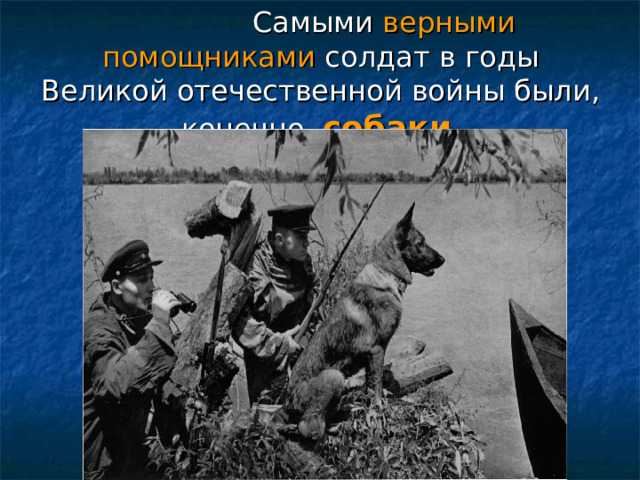  Самыми верными помощниками солдат в годы Великой отечественной войны были, конечно, собаки .   