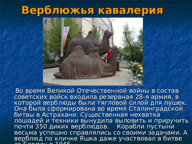 Верблюжья кавалерия  Во время Великой Отечественной войны в состав советских войск входила резервная 28-я армия, в которой верблюды были тягловой силой для пушек. Она была сформирована во время Сталинградской битвы в Астрахани. Существенная нехватка лошадей и техники вынудила выловить и приручить почти 350 диких верблюдов. Корабли пустыни весьма успешно справлялись со своими задачами. А верблюд по кличке Яшка даже участвовал в битве за Берлин в 1945. 