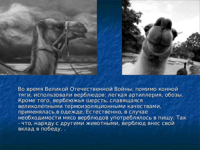  Во время Великой Отечественной Войны, помимо конной тяги, использовали верблюдов: легкая артиллерия, обозы. Кроме того, верблюжья шерсть, славящаяся великолепными термоизоляционными качествами, применялась в одежде. Естественно, в случае необходимости мясо верблюдов употреблялось в пищу. Так - что, наряду с другими животными, верблюд внес свой вклад в победу. . 