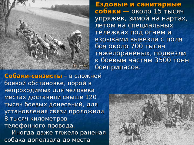  Ездовые и санитарные собаки  — около 15 тысяч упряжек, зимой на нартах, летом на специальных тележках под огнем и взрывами вывезли с поля боя около 700 тысяч тяжелораненых, подвезли к боевым частям 3500 тонн боеприпасов.  Ездовые и санитарные собаки  — около 15 тысяч упряжек, зимой на нартах, летом на специальных тележках под огнем и взрывами вывезли с поля боя около 700 тысяч тяжелораненых, подвезли к боевым частям 3500 тонн боеприпасов. Собаки-связисты – в сложной боевой обстановке, порой в непроходимых для человека местах доставили свыше 120 тысяч боевых донесений, для установления связи проложили 8 тысяч километров телефонного провода. Иногда даже тяжело раненая собака доползала до места назначения и выполняла свою боевую задачу.   