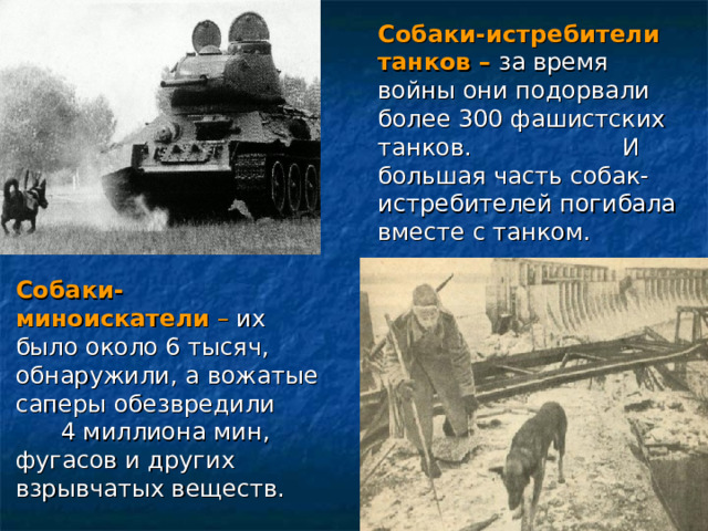 Собаки-истребители танков –  за время войны они подорвали более 300 фашистских танков. И большая часть собак-истребителей погибала вместе с танком. Собаки-миноискатели  – их было около 6 тысяч, обнаружили, а вожатые саперы обезвредили 4 миллиона мин, фугасов и других взрывчатых веществ.   