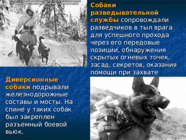 Собаки разведывательной службы   сопровождали разведчиков в тыл врага для успешного прохода через его передовые позиции, обнаружения скрытых огневых точек, засад, секретов, оказания помощи при захвате «языка», работали быстро, четко и беззвучно. . Диверсионные собаки   подрывали железнодорожные составы и мосты. На спине у таких собак был закреплен разъемный боевой вьюк. 