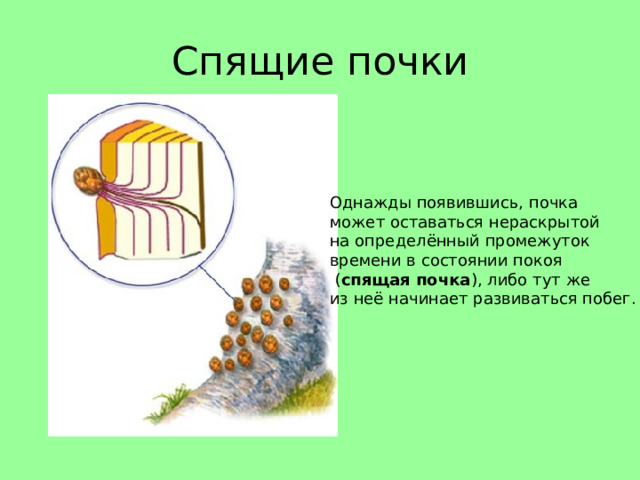 Спящие почки Однажды появившись, почка может оставаться нераскрытой на определённый промежуток времени в состоянии покоя  ( спящая почка ), либо тут же из неё начинает развиваться побег.  