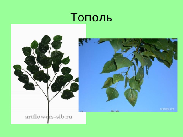 Тополь 