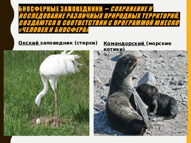 Командорский (морские котики) Окский заповедник (стерхи) 