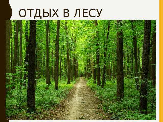 ОТДЫХ В ЛЕСУ 