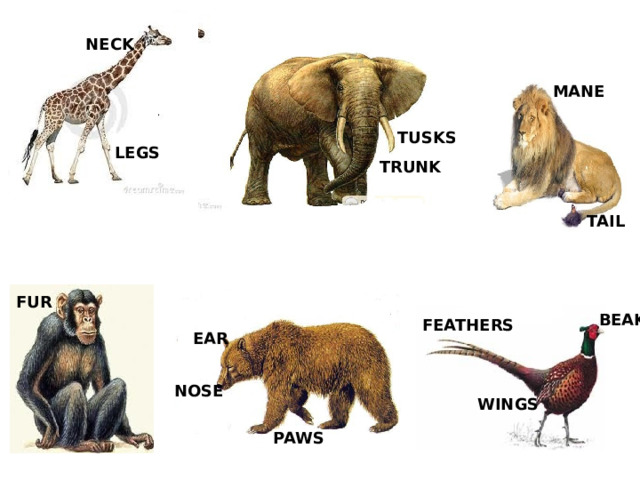  NECK  MANE TUSKS LEGS TRUNK TAIL FUR BEAK FEATHERS EAR NOSE WINGS PAWS 
